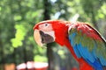 Close up. red macaw parrot on blurred background Royalty Free Stock Photo