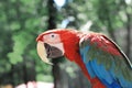 Close up. red macaw parrot on blurred background Royalty Free Stock Photo