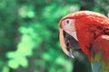 Close up. red macaw parrot on blurred background Royalty Free Stock Photo