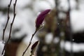 Close up of red magnolia flower bud covered with snow Royalty Free Stock Photo