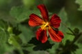 Close up of a red mallow flower Royalty Free Stock Photo