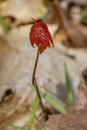 Close up of a Red maple Acer rubrum seedling sprouting new leaves during spring. Royalty Free Stock Photo