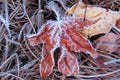 Rad Maple Leaf covered with frost Royalty Free Stock Photo
