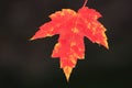 Close up of red maple leaf Royalty Free Stock Photo