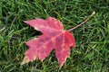Close up of red maple leaf Royalty Free Stock Photo