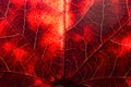Close up of red maple leaf structure Royalty Free Stock Photo