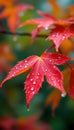 Close-up of red maple leaf with water droplets Royalty Free Stock Photo