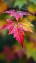 Close-up of red maple leaf with water droplets Royalty Free Stock Photo