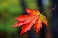 A close-up of a red maple leaf with water drops against a blurred background of a forest in autumn Royalty Free Stock Photo