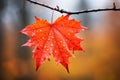 A close-up of a red maple leaf with water drops against a blurred background of a forest in autumn Royalty Free Stock Photo