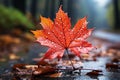 A close-up of a red maple leaf with water drops on wet asphalt in autumn forest. Royalty Free Stock Photo