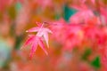 Close up red maple leave Royalty Free Stock Photo