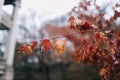 Close up red maple leaves and branch with rain water drops. Royalty Free Stock Photo