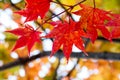 Close up of Red maple leaves in branch of trees during Autumn season