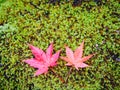 Red maple leaves falling over green moss on the ground Royalty Free Stock Photo