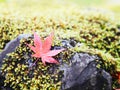 Red maple leaves falling over green moss on the ground Royalty Free Stock Photo