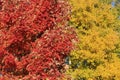 Close up of red maple tree