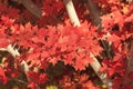 Close up of red maple tree Royalty Free Stock Photo