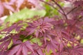 Close up of red maple tree. Red maple leaf with a textured stone background. Royalty Free Stock Photo