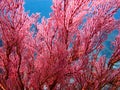 Close-up of Red Melithaea sea fan gorgonian Royalty Free Stock Photo