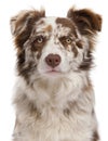 Close-up of Red Merle Border Collie Royalty Free Stock Photo