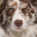 Close-up of Red Merle Border Collie Royalty Free Stock Photo