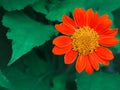 Close-up red Mexican sunflower Tithonia diversifolia flower.