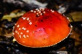 close up of a red mushroom on the forest floor Royalty Free Stock Photo