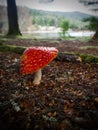 Close-up of a red mushroom with white spots in a forest Royalty Free Stock Photo
