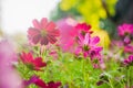 Red narrowleaf zinnia in the garden