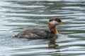 Close up of red necked grebe in water. Royalty Free Stock Photo