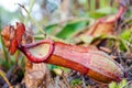 Close up Red Nepenthaceae Royalty Free Stock Photo