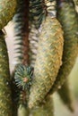 Norway spruce tree pinecones.