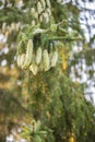 Norway spruce tree pinecones.