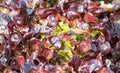 Close-up red oak leaf,  organic vegetables. Royalty Free Stock Photo