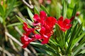 Close-up of red Oleander flower (Nerium oleander) on blue sky background. Blossom of Nerium oleander flowers tree. Royalty Free Stock Photo