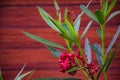 Close up of red oleander flowers plant in the garden area