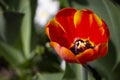 Close up of red open tulip bud with yellow black center, bulbiferous plant.Copy space Royalty Free Stock Photo