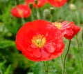 Close up red opium poppy flower Royalty Free Stock Photo