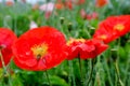 Close up red opium poppy flower with bees Royalty Free Stock Photo