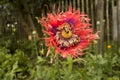 Close up red opium poppy flower Royalty Free Stock Photo