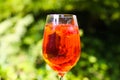 Close up of red orange cocktail in wine glass with ice cubes against green plants background Royalty Free Stock Photo