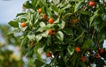 Close-up red-orange fruits of possibly Mexican Hawthorn Crataegus mexicana common names tejocote, manzanita