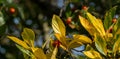 Close-up red-orange fruits of possibly Mexican Hawthorn Crataegus mexicana common names tejocote, manzanita