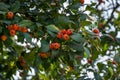 Close-up red-orange fruits of possibly Mexican Hawthorn Crataegus mexicana common names tejocote, manzanita