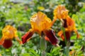 Close up of a red and orange german iris, Iris germanica or Ritter Schwertlilie