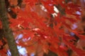 Close up of red and orange leaves of a Sunset Maple tree, in the fall, with a blurred background Royalty Free Stock Photo