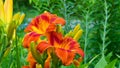 Close-up of red-orange lilies.