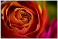 Close up of red orange rose Royalty Free Stock Photo