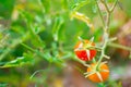 Close-up of red and orange tomato on the farm. They have green leaves and small stem. This is organic vegetable which were planted Royalty Free Stock Photo